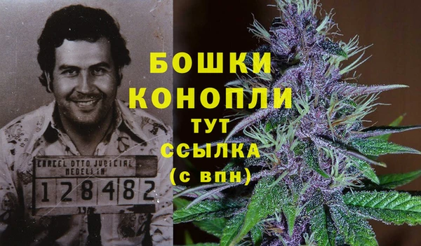 сатива Берёзовка